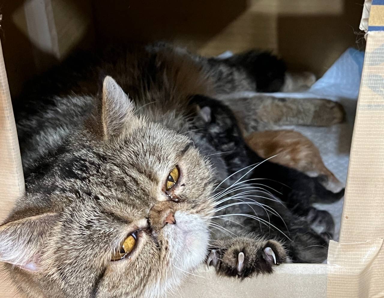「福岡」猫ブリーダーのオズキャットにエキゾチックの赤ちゃんが誕生