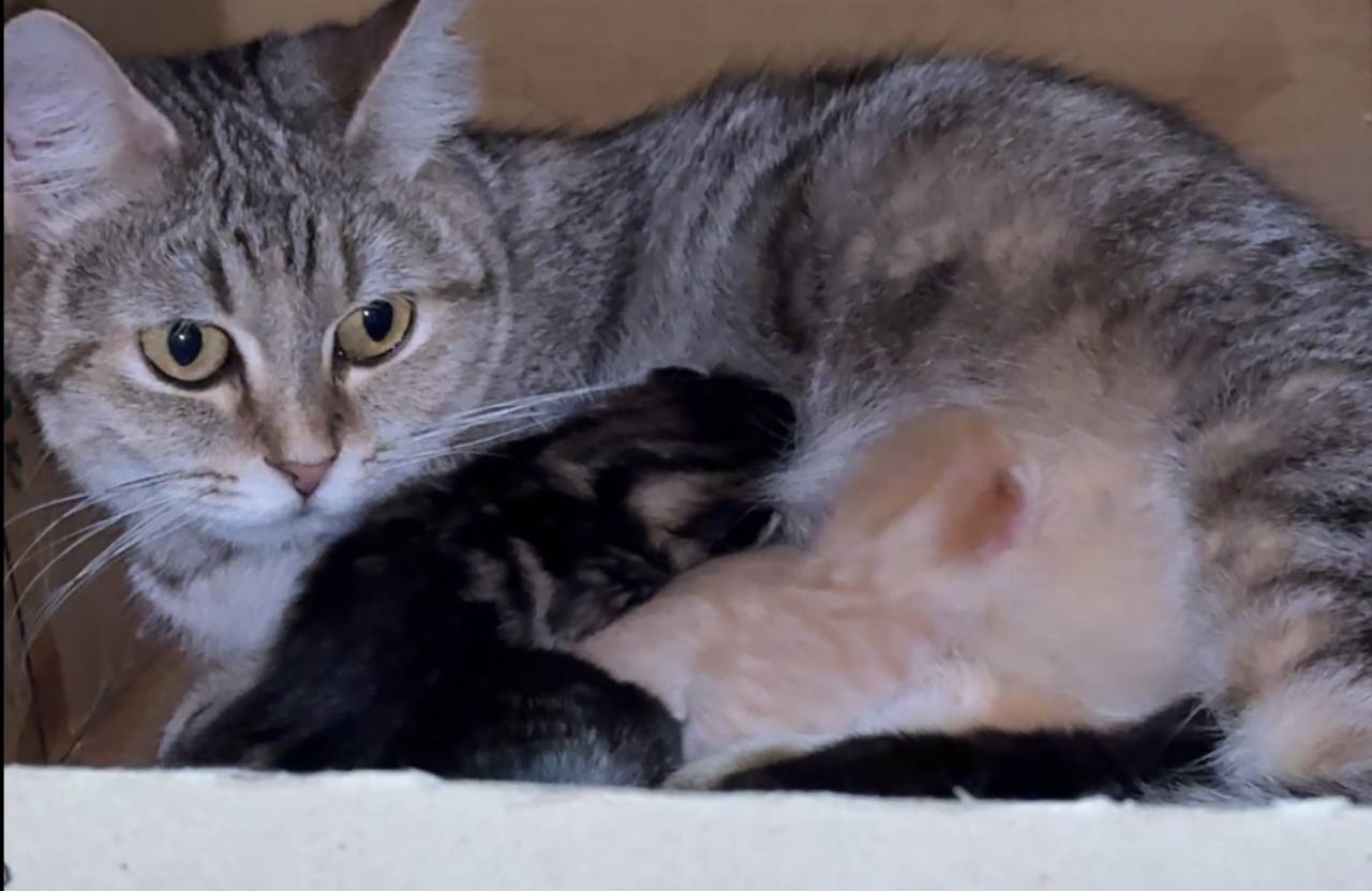 「福岡」猫ブリーダーのオズキャット、マンチカンの赤ちゃんが生まれました