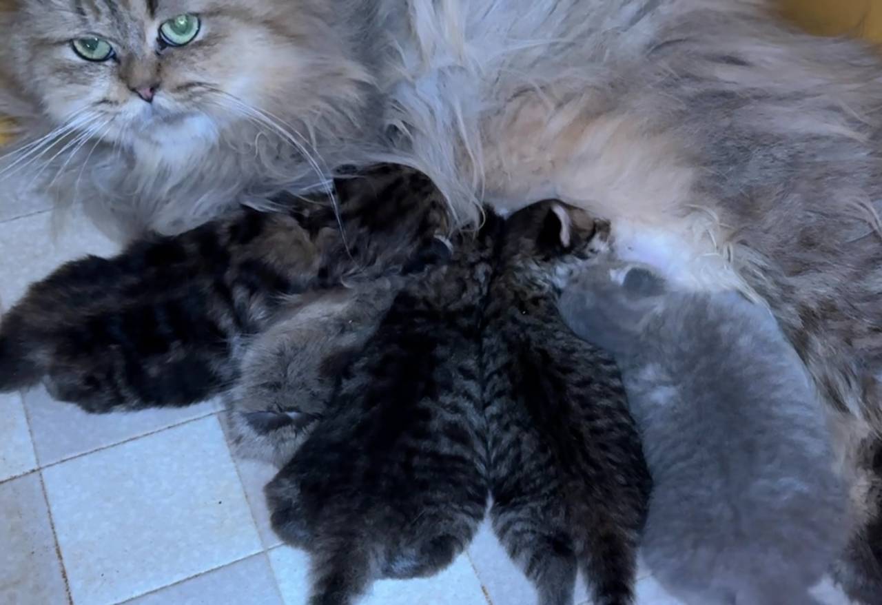 「福岡」猫ブリーダーのオズキャット、エキゾチックの赤ちゃんが生まれました