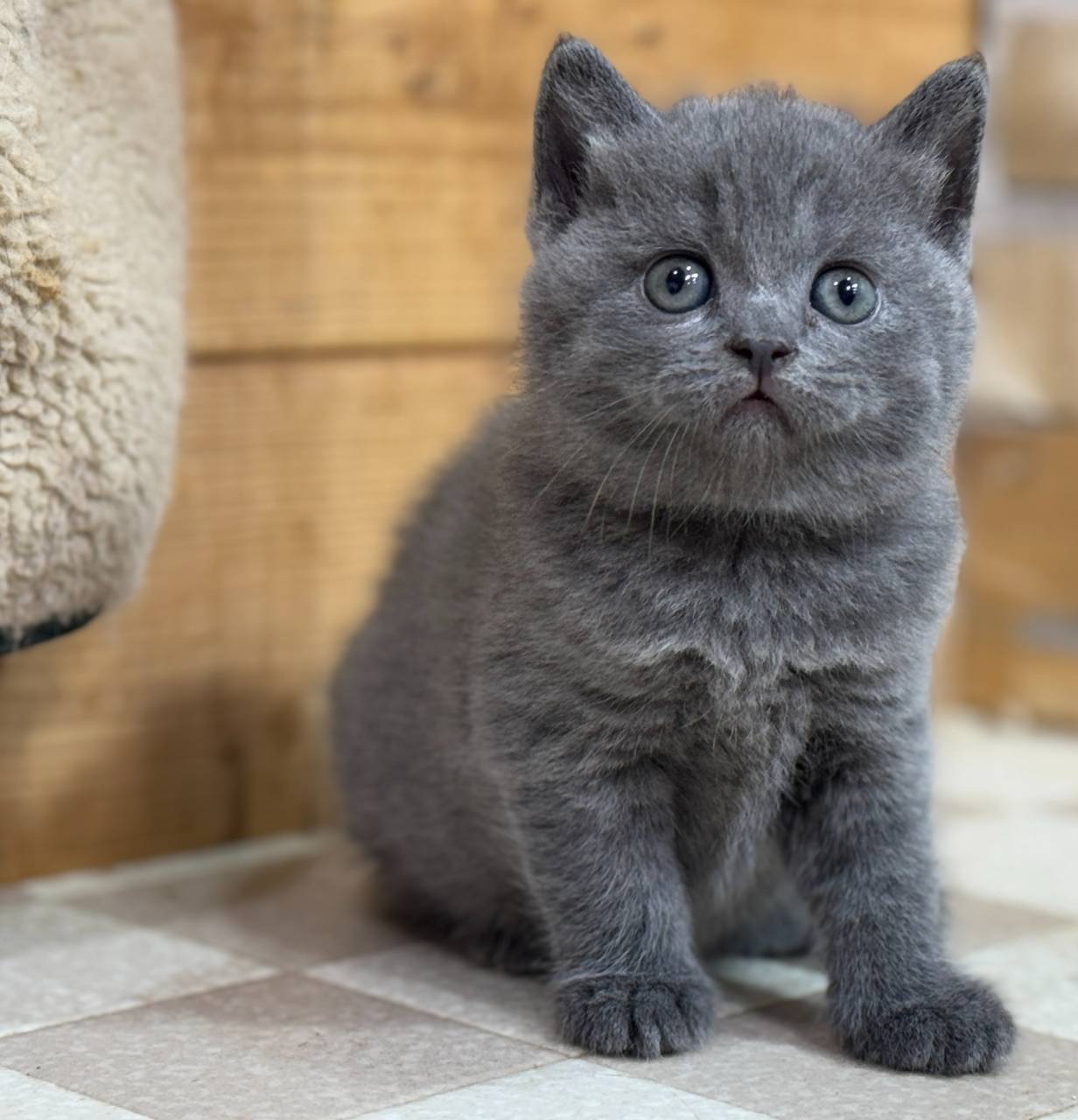 猫ブリーダーのオズキャット、ブリティッシュショートヘアの赤ちゃん