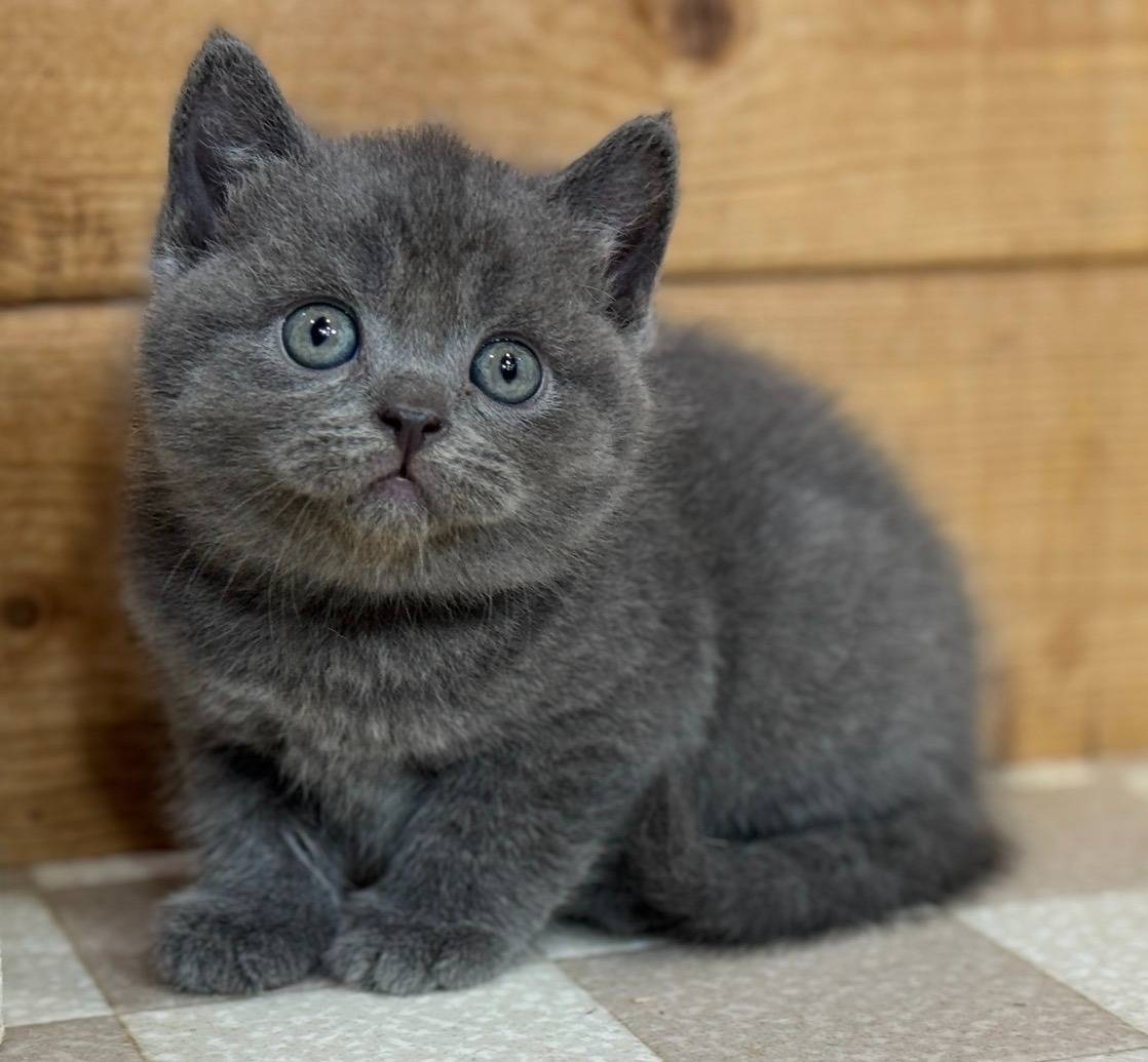 ブリティッシュ・ショートヘアの男の子「ブルー」（British Shorthair,elusa,M)