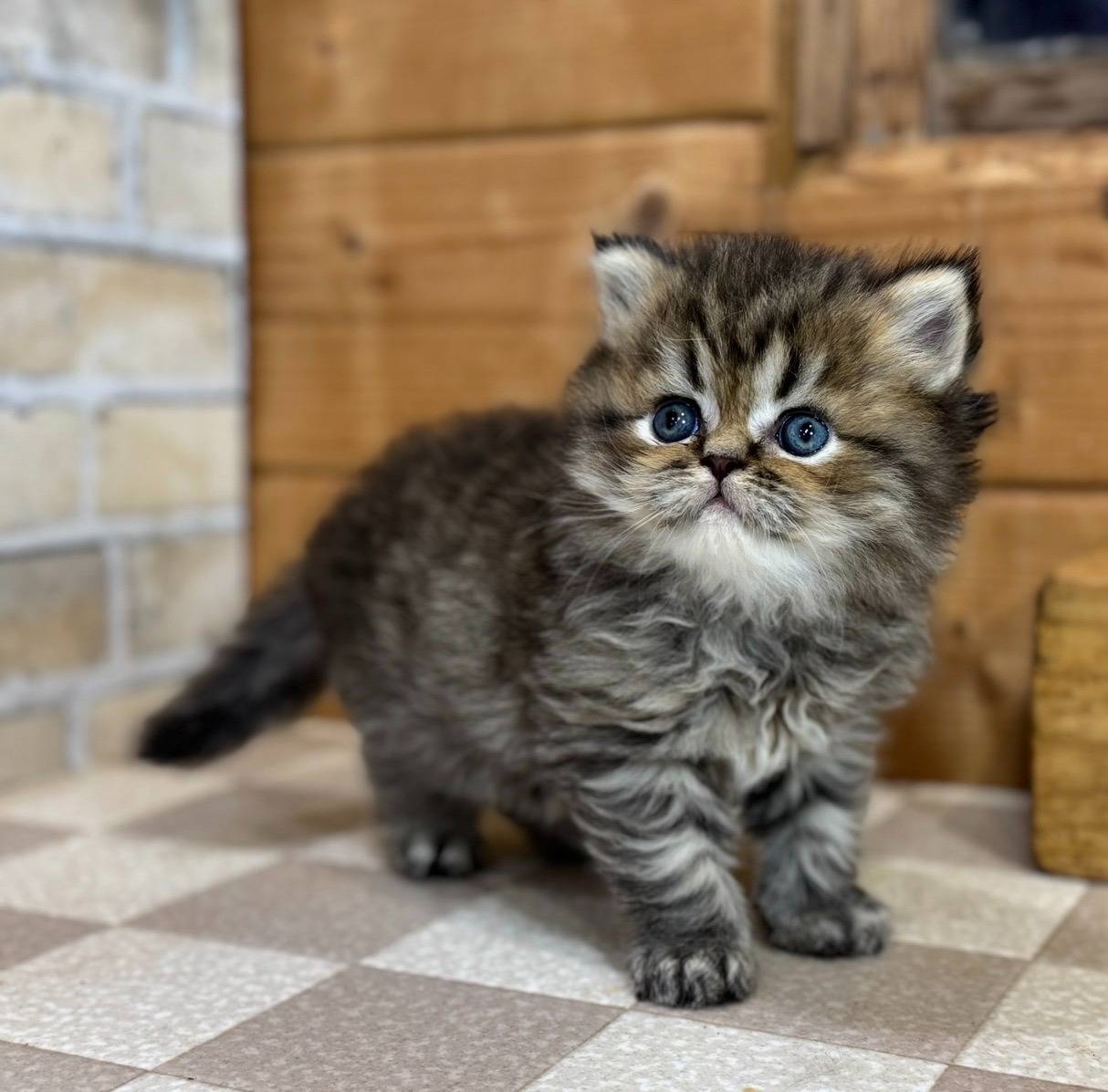 エキゾチック・ロングヘアの男の子「ブラウンタビー」(Exotic Longhair,Koharu,M3)