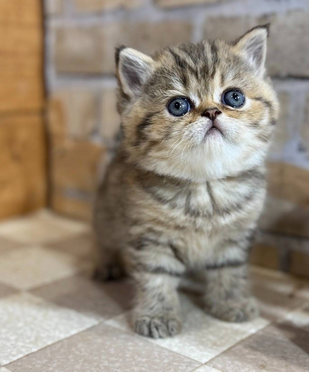 エキゾチック・ショートヘアの女の子「ブラウンタビー」(Exotic Shorthair,Koharu,F)