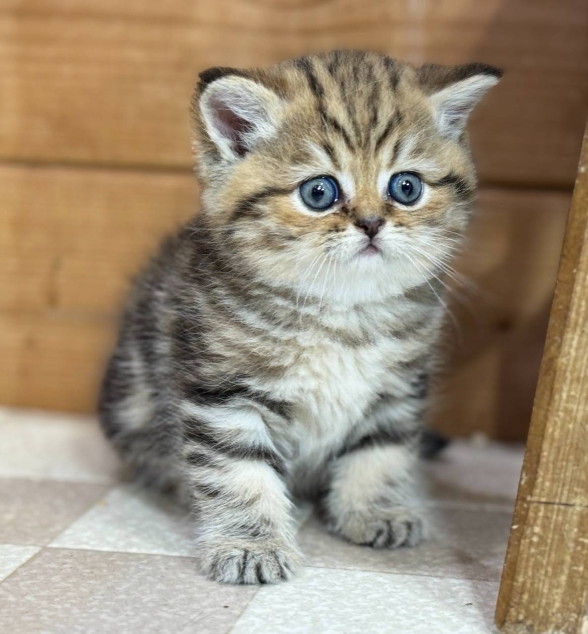 エキゾチック・ショートヘアの男の子「ブラウンタビー」(Exotic Shorthair,Koharu,M2)