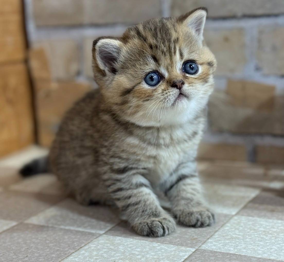 エキゾチック・ショートヘアの男の子「ブラウンタビー」(Exotic Shorthair,Koharu,M)
