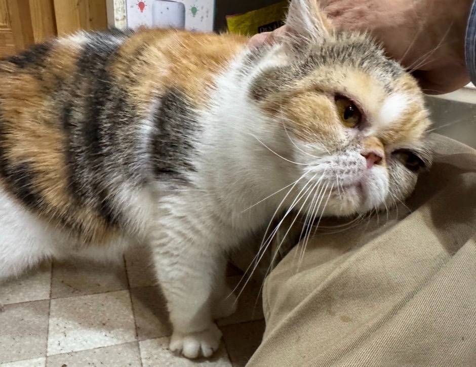 エキゾチックショートヘアの女の子、里親 | 猫お譲りします | 福岡の