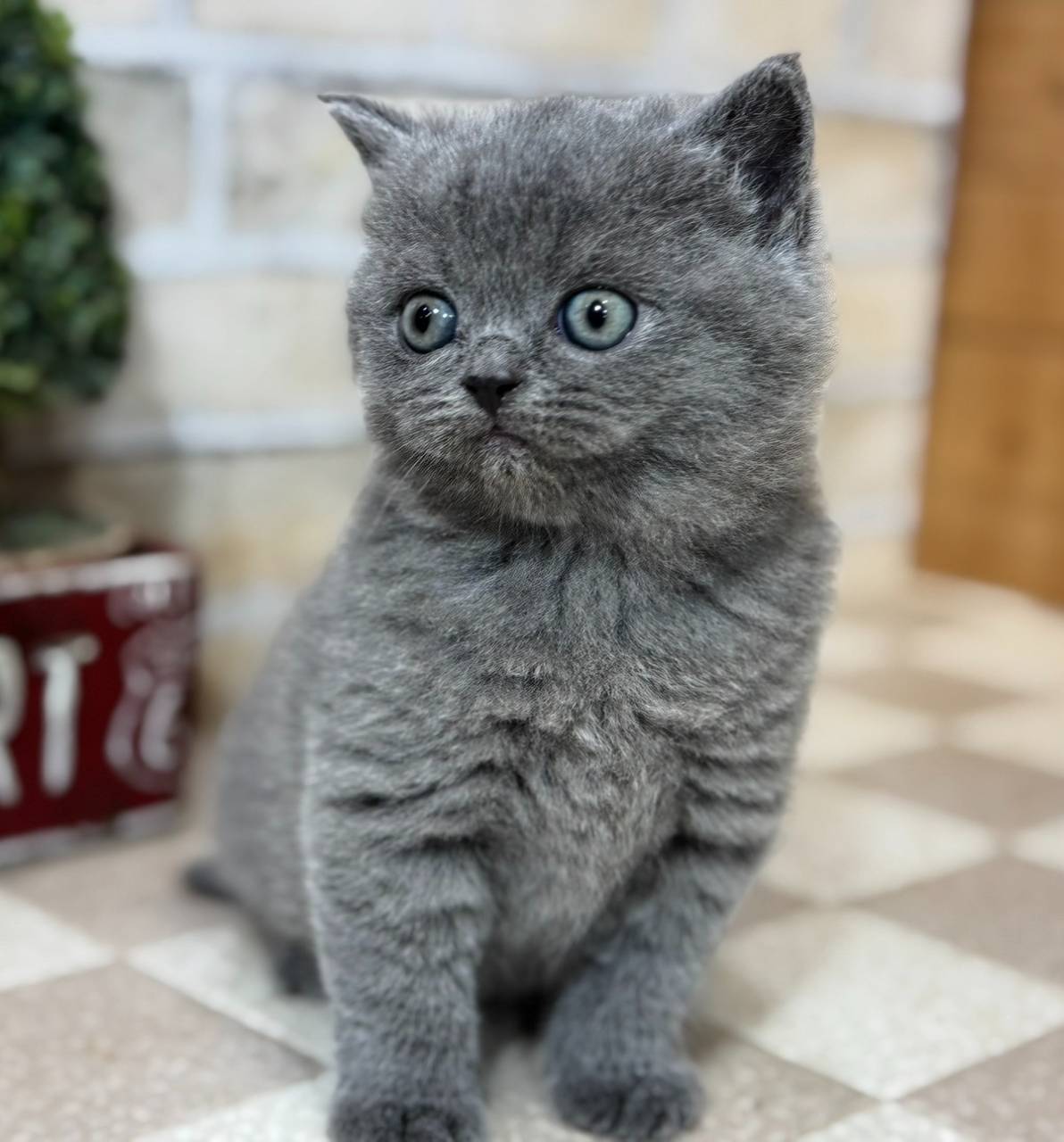 ブリティッシュ・ショートヘアの男の子「ブルー」（British Short-hair,Sufre,M1)