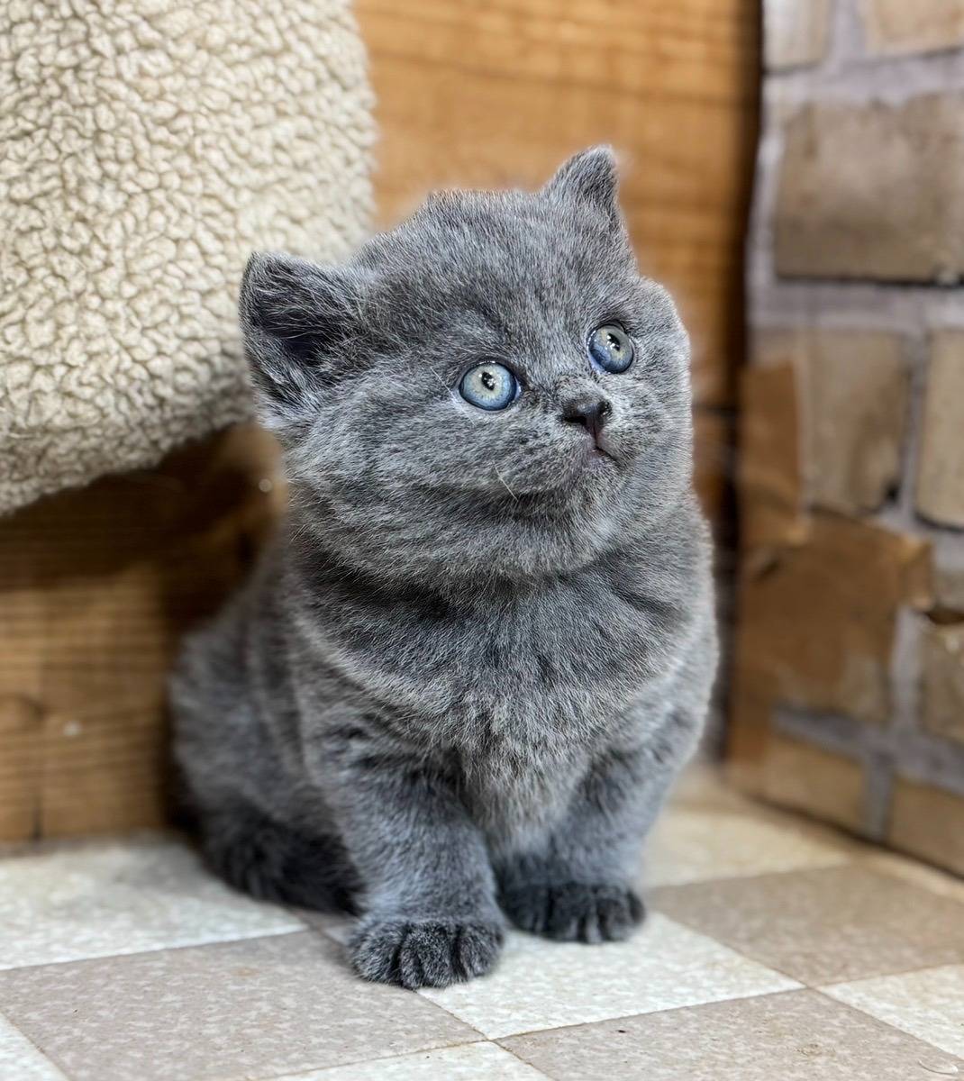 ブリティッシュ・ショートヘアの女の子「ブルー」（British-shorthair,Sufre,F）