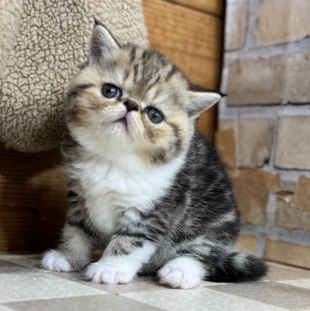 エキゾチック・ショートヘアの女の子「ブラウンタビー&ホワイト」（Exotic,Karen,F)