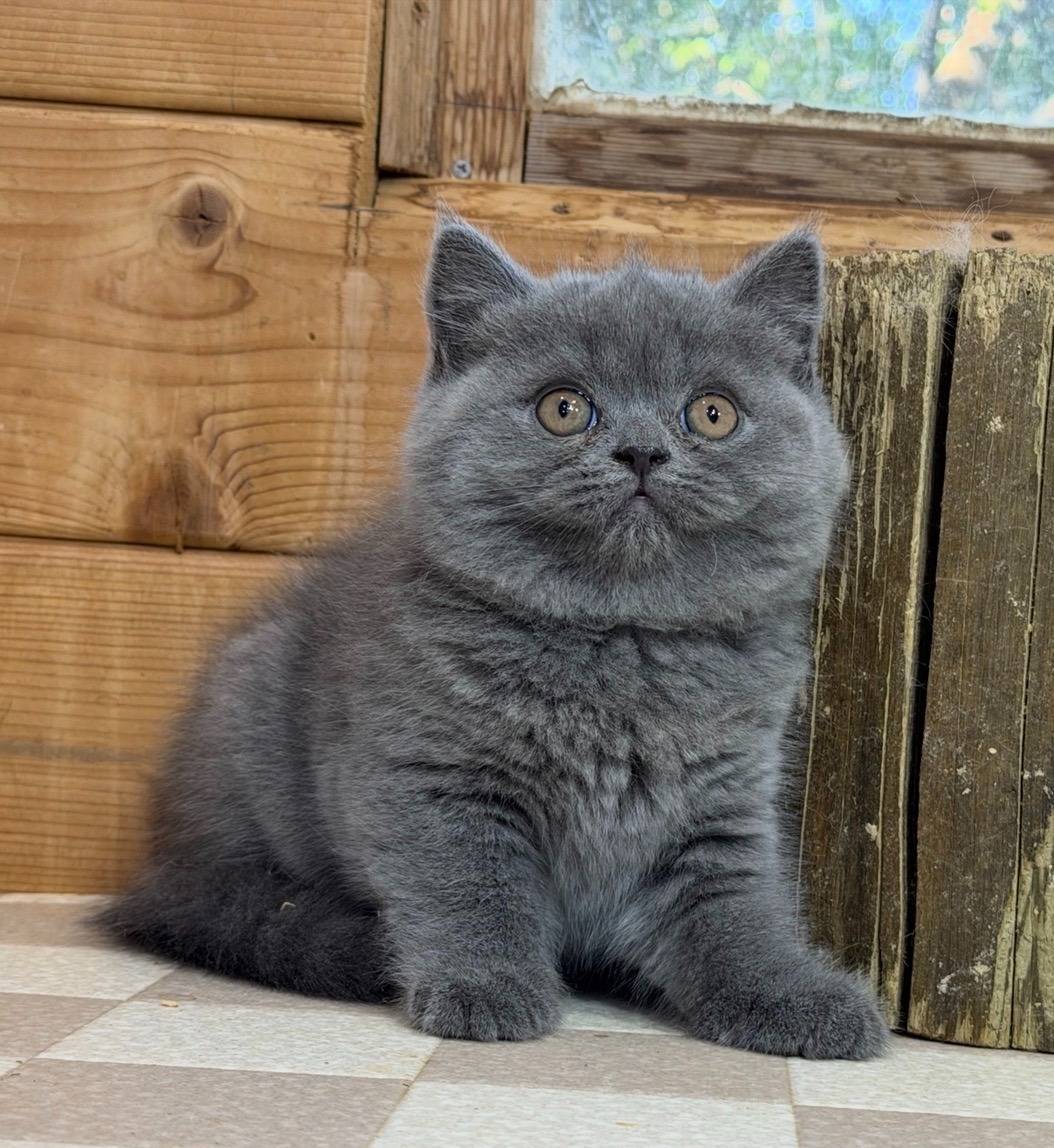 ブリティッシュショートヘアの男の子「ブルー」（British Shorthair,Sufure,M)