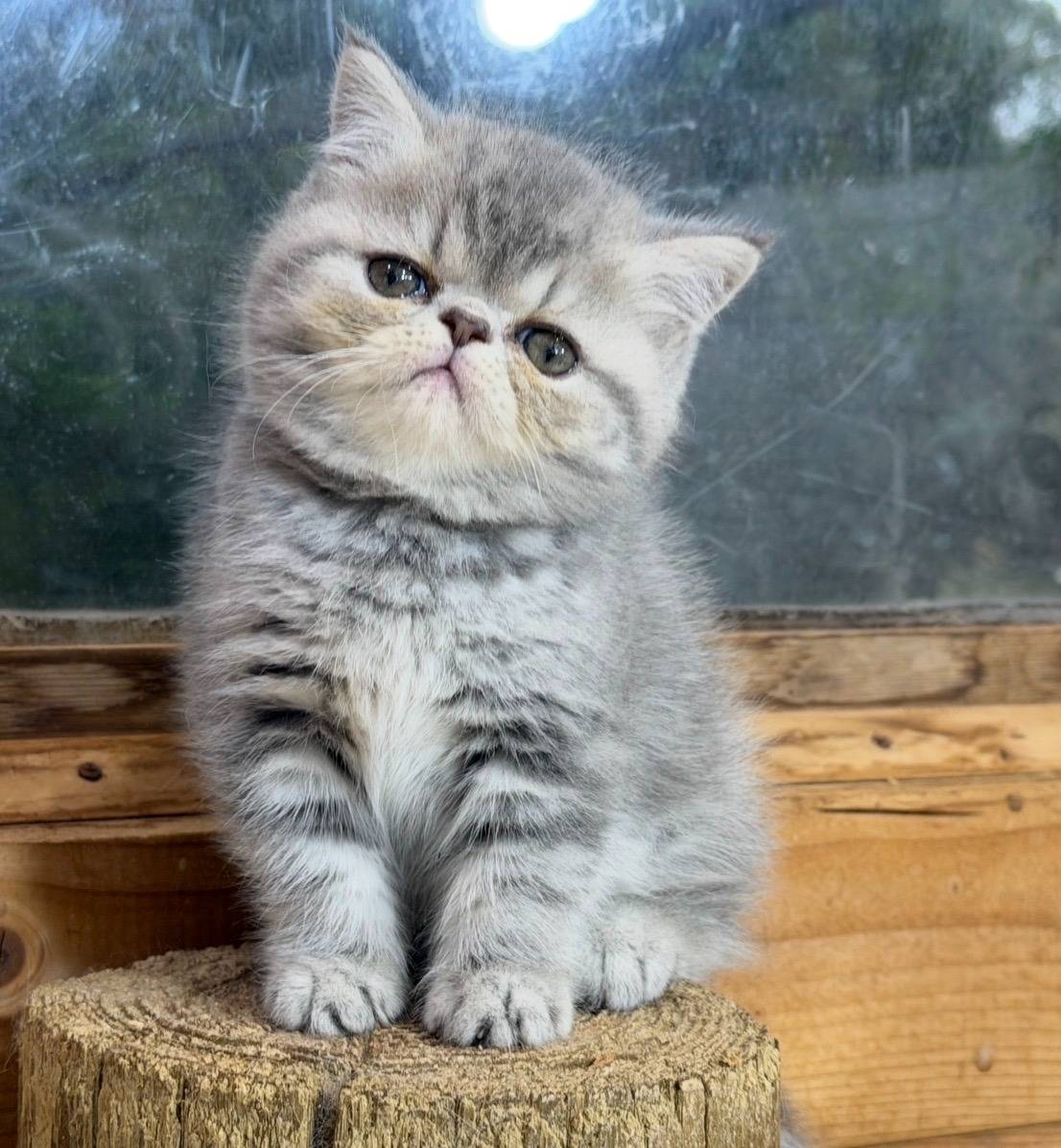 エキゾチックの女の子、「ブルータビー」（Arare,Exotic shorthair,F2)