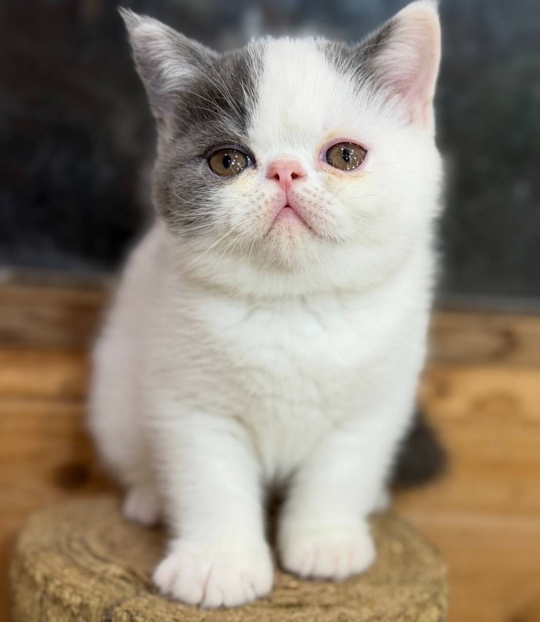エキゾチックの男の子「ブルー&ホワイト」（Arare,Exotic shorthair,M2)