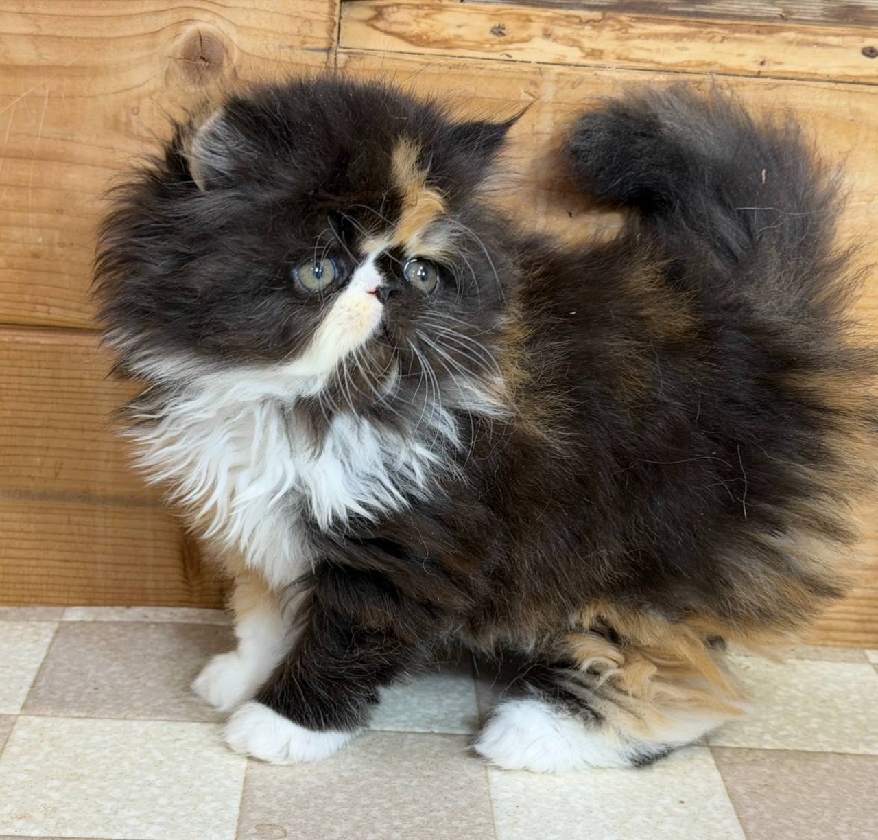 エキゾチックショートヘアの女の子、「キャリコ」（Kumako,Exotic shorthair,F)