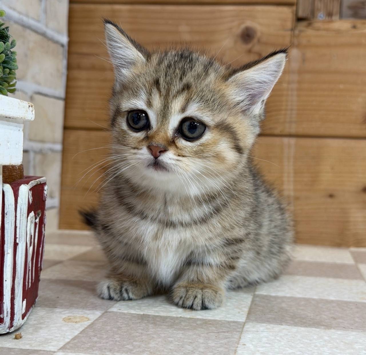 マンチカン（短足）の女の子、「ブラウンタビー」（Munchkin,Momo,F)