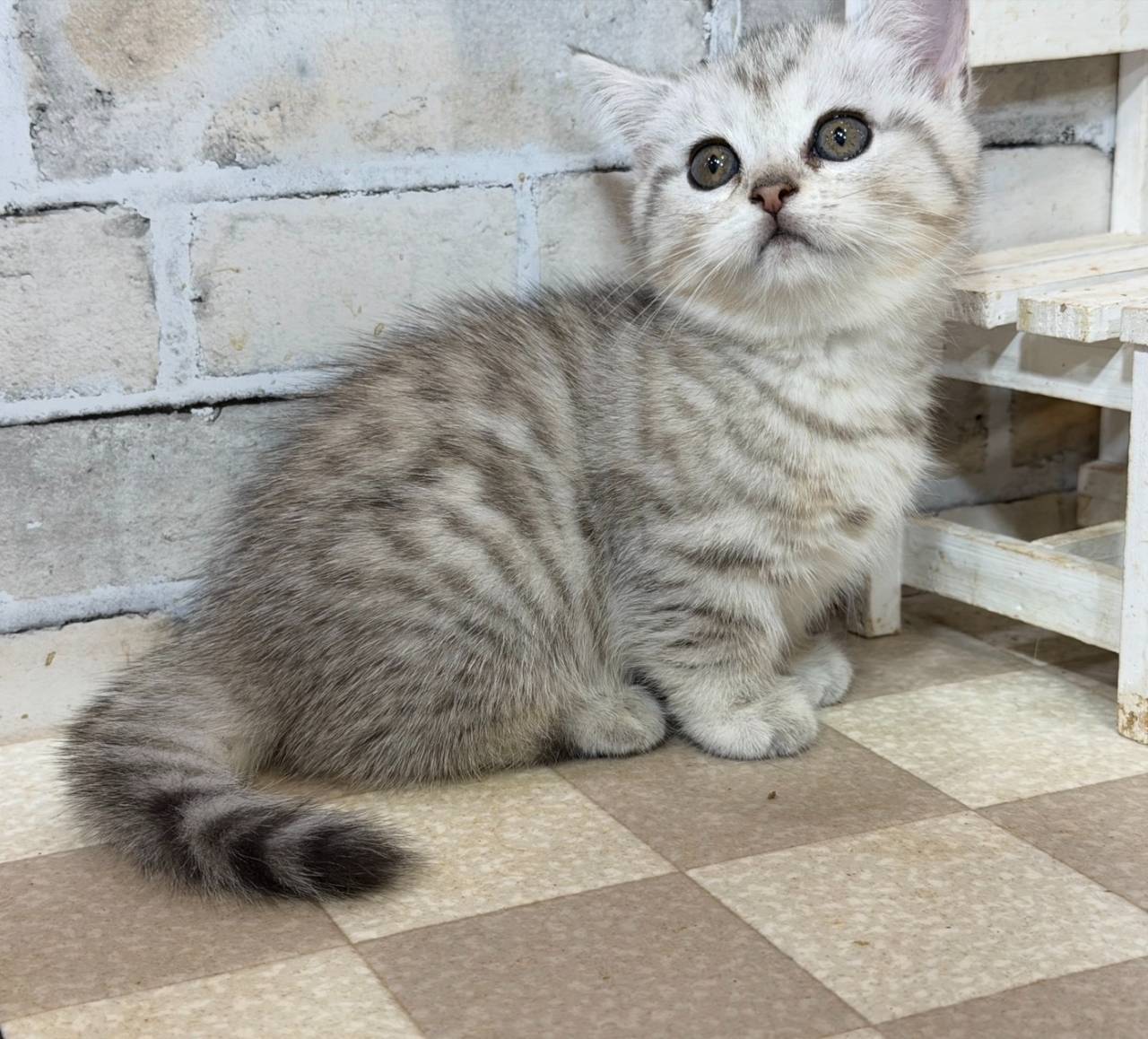 マンチカンの短足の女の子、「シルバータビー」（Munchkin,Momo,F)