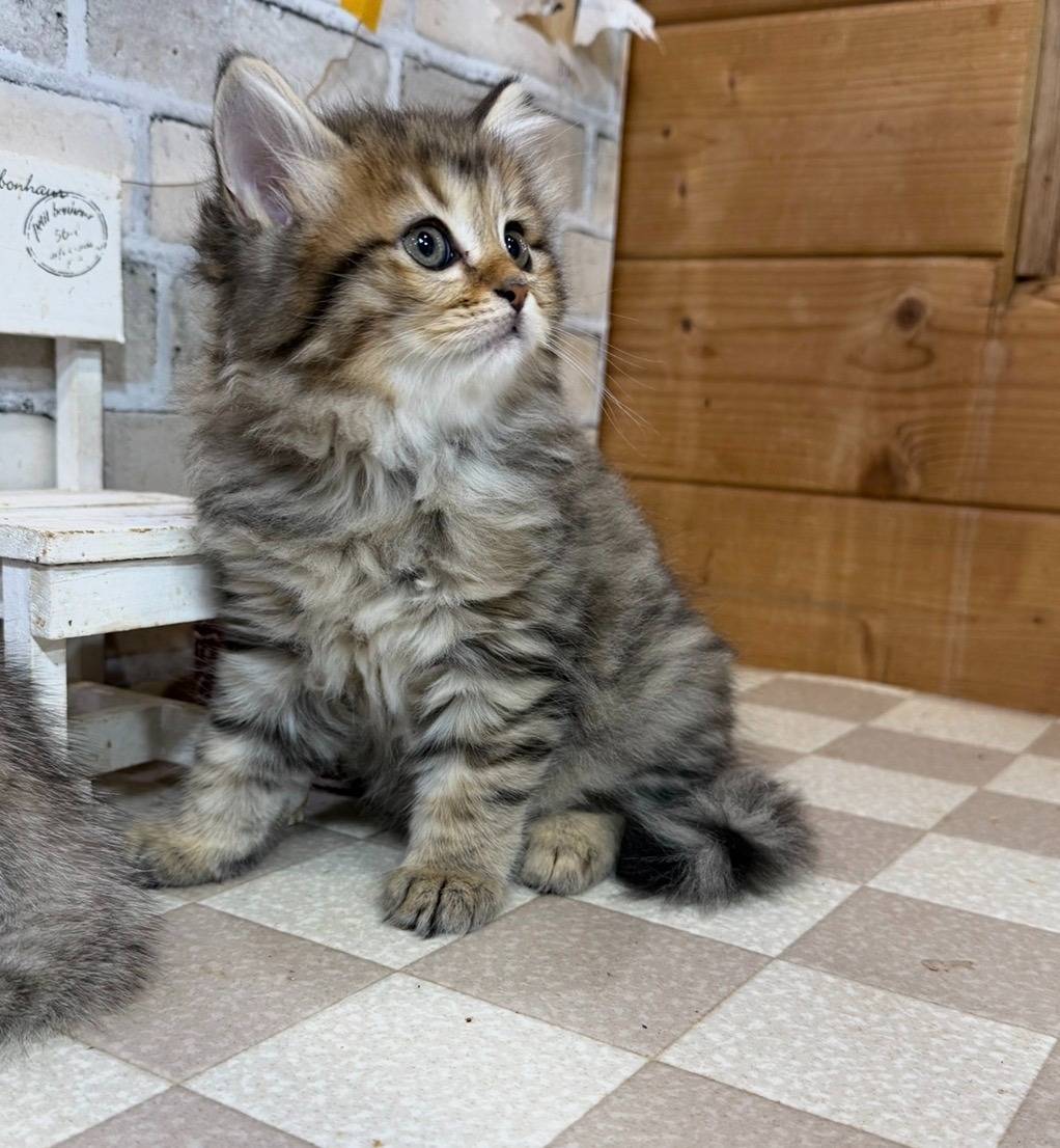 マンチカンの長足の男の子、『ブラウンタビー」（Munchkin,Momo,M)