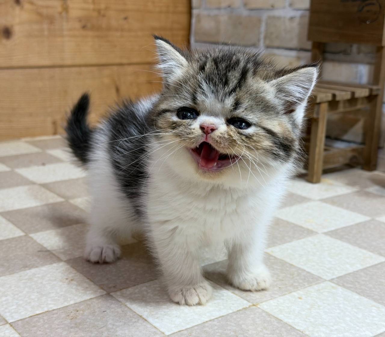 エキゾチックショートヘアの男の子、「ブラウンタビー＆ホワイト」（Exotic-shorthair,Magi,M)