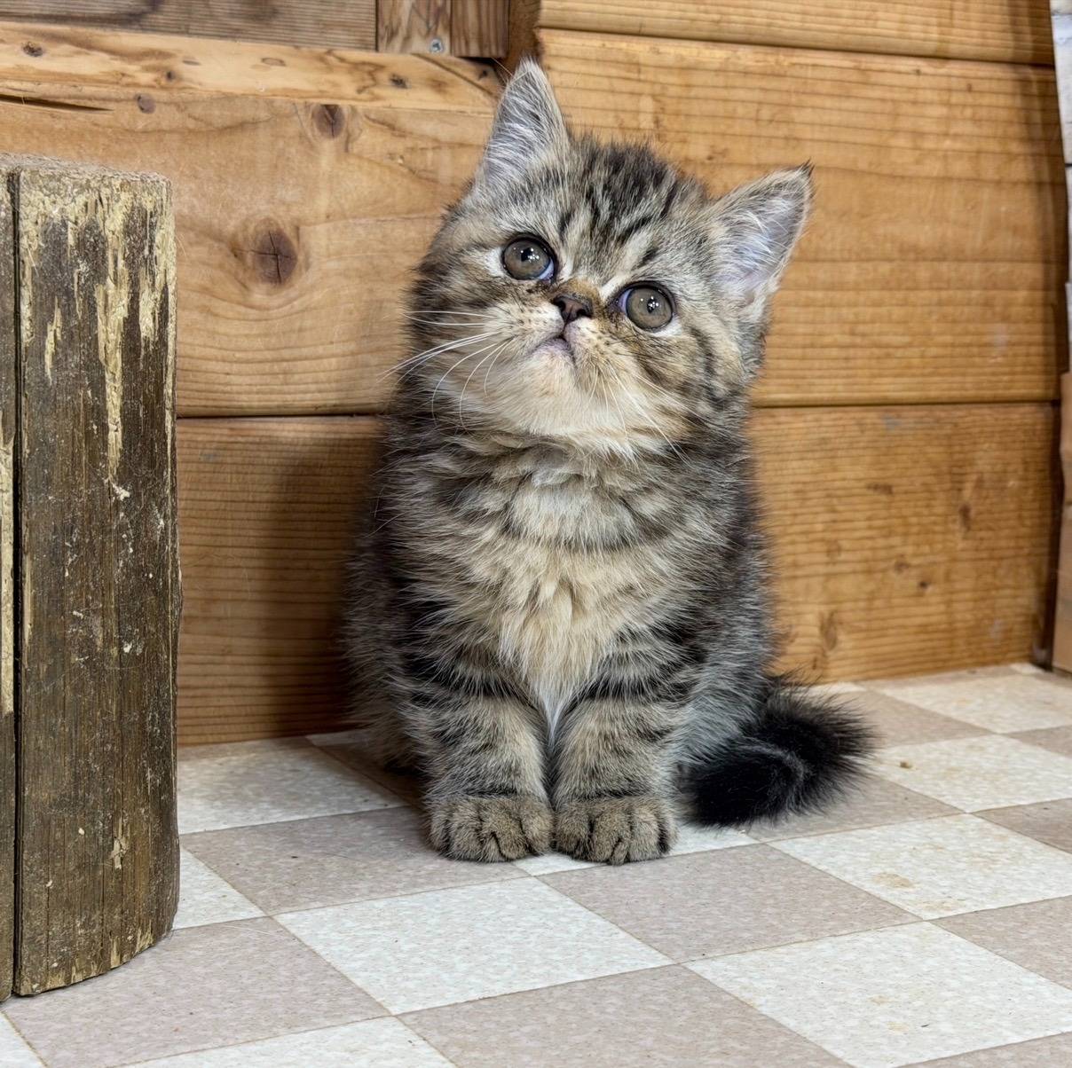 エキゾチックの男の子、「ブラウンタビー」（Exotic Shorthair)