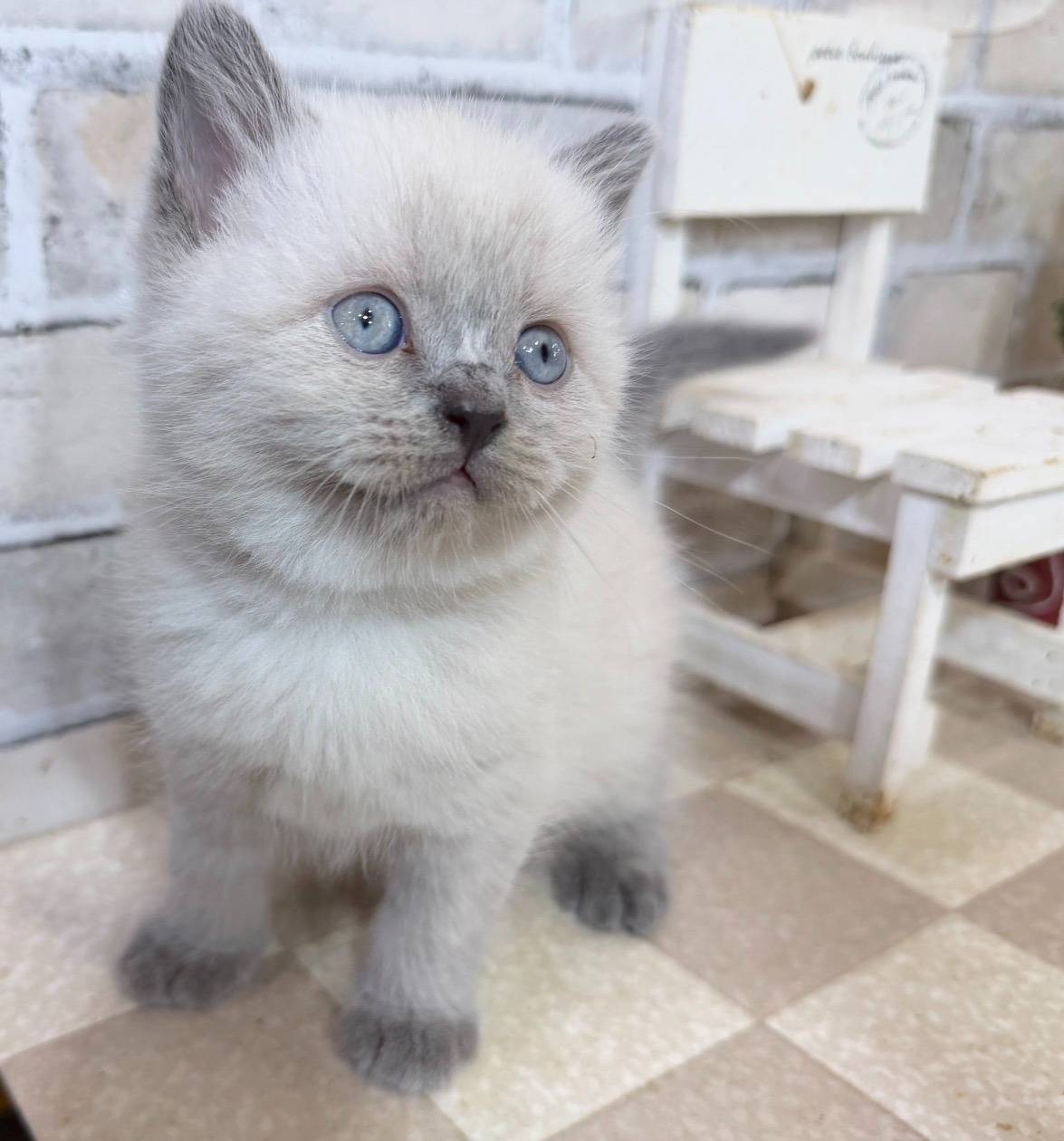 ブリティッシュ・ショートヘアの男の子「ブルーポイント」(British-shorthair,Sufure,M)