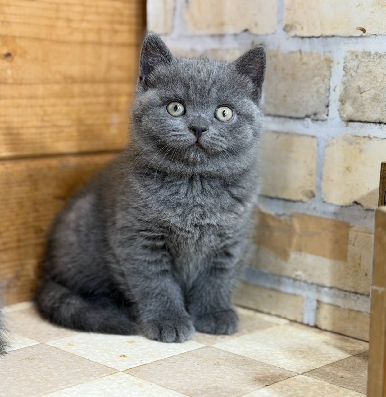 福岡、ブリティッシュショートヘア、女の子「ブルー」(Britishshorthair,Erusa,F)