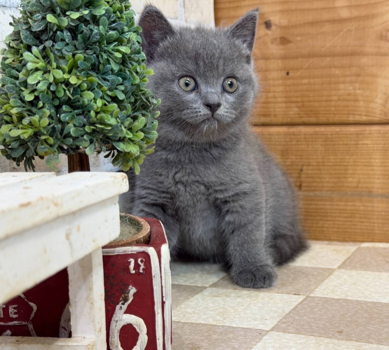 福岡、ブリティッシュショートヘアの女の子「ブルー」(Britishshorthair,Erusa,F)
