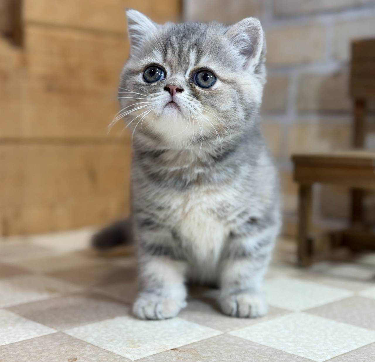福岡、エキゾチックショートヘアの女の子「ブルータビー」（Exoticshorthair,Koharu,F)