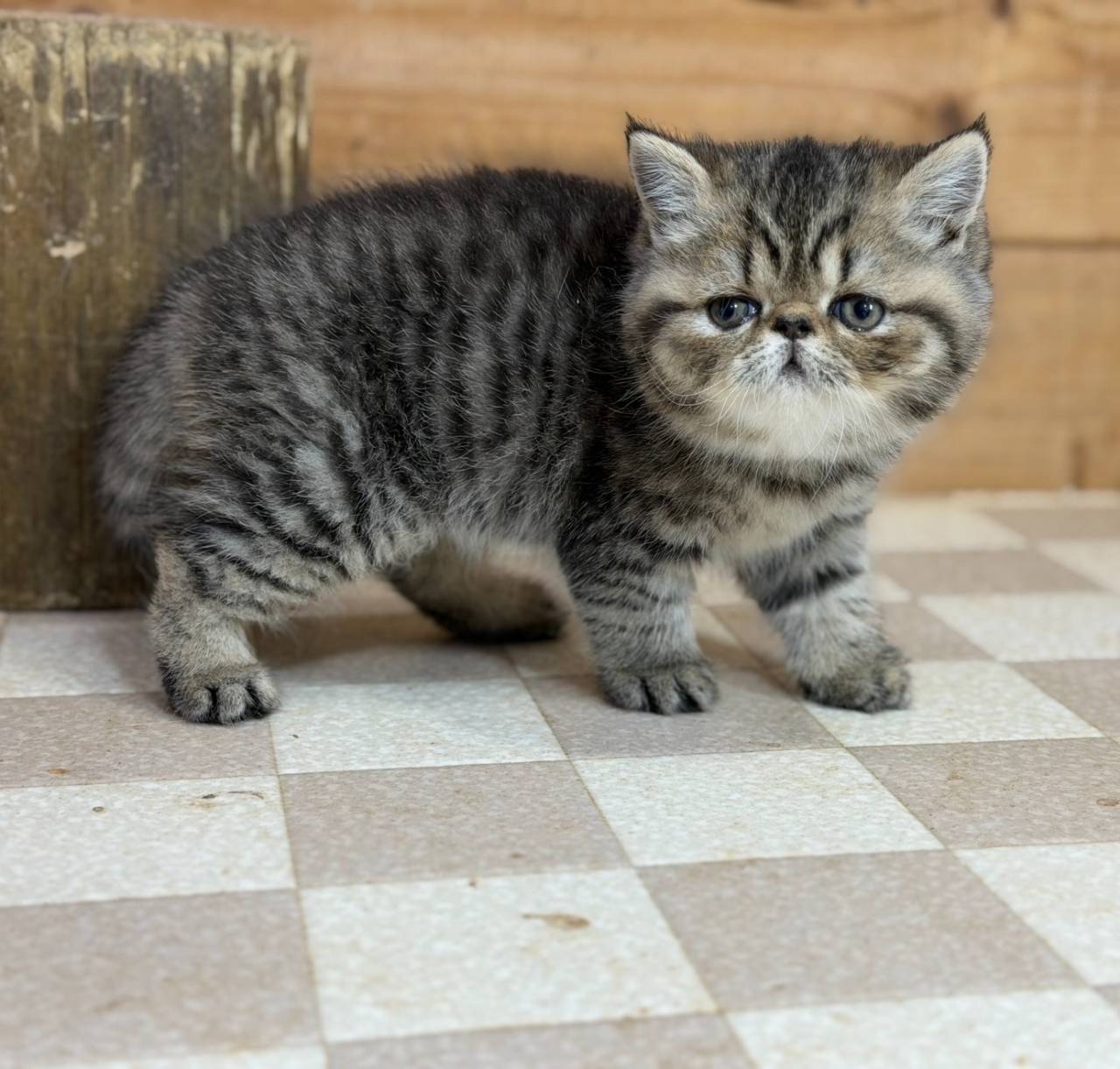 福岡、エキゾチックショートヘアの女の子「ブラウンタビー」（Exotic shorthair,Lisa,F)