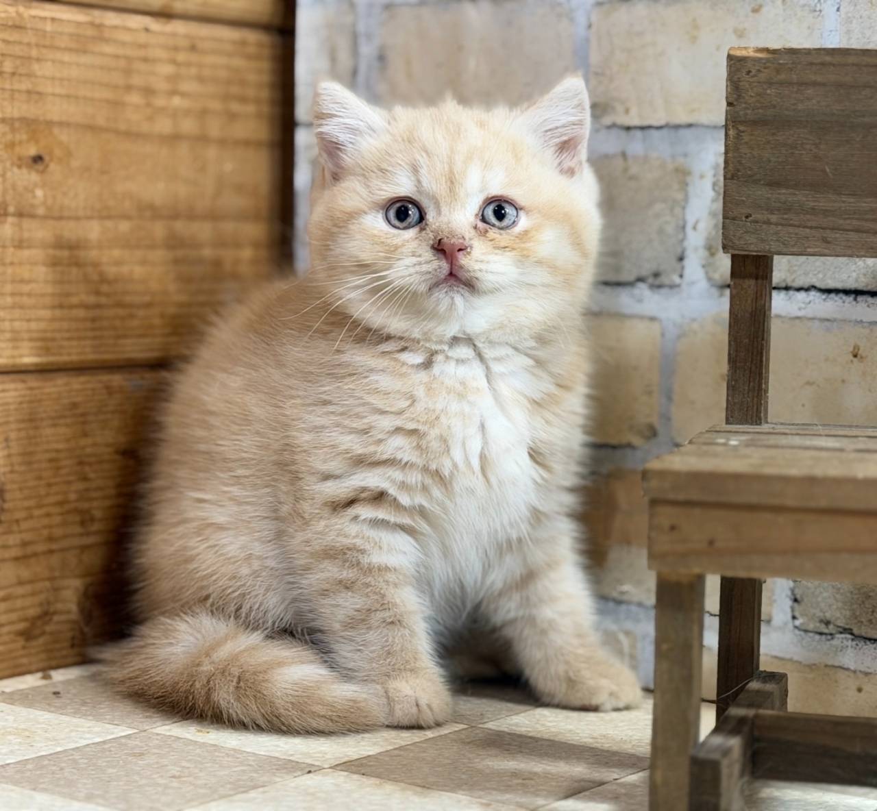 福岡、ブリティッシュショートヘアの男の子「クリーム」(Britishshorthair,Mugi,F)