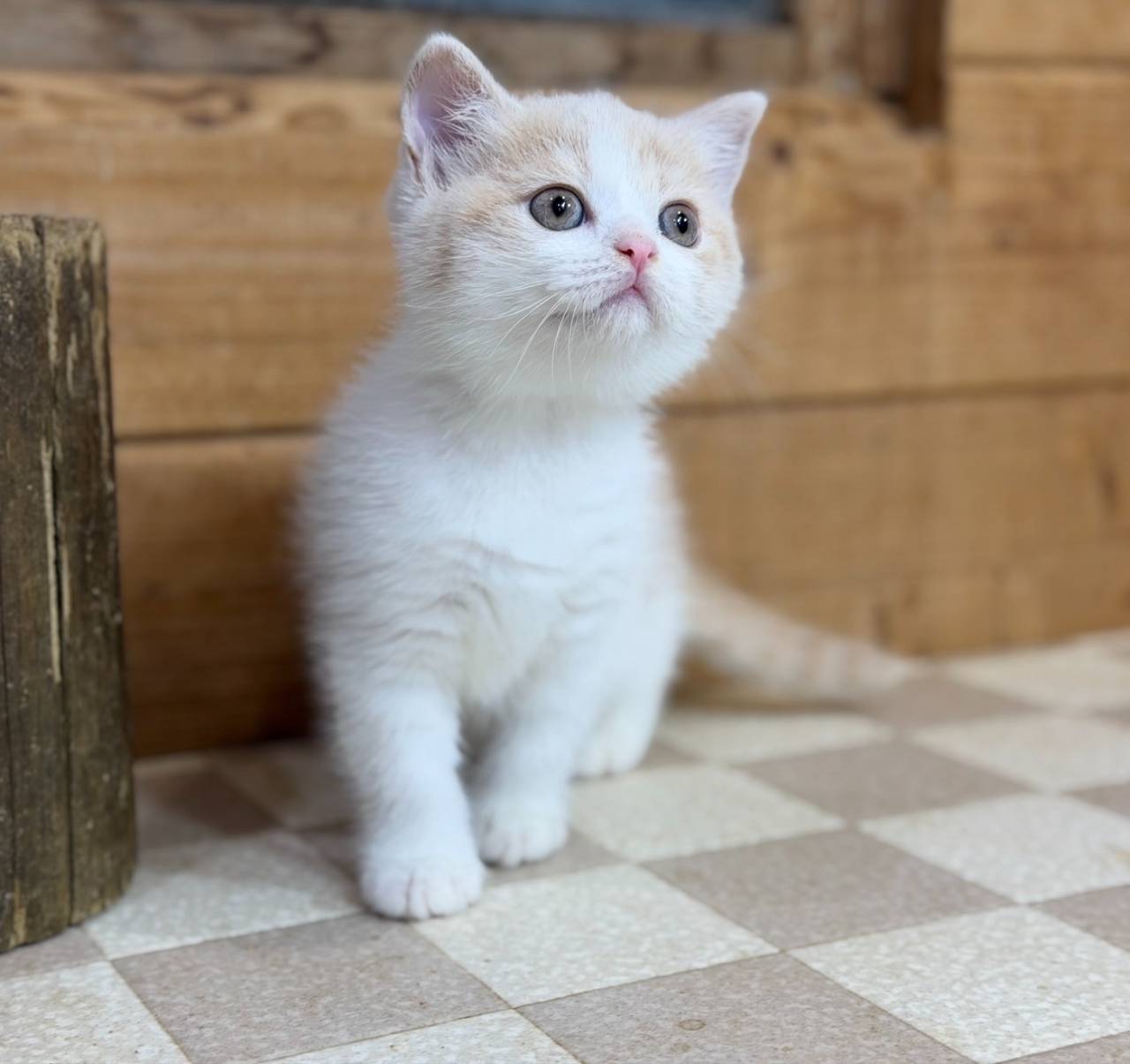 福岡、ブリティッシュショートヘアの男の子、「クリーム&ホワイト」(Britishshorthair,Coco,M)
