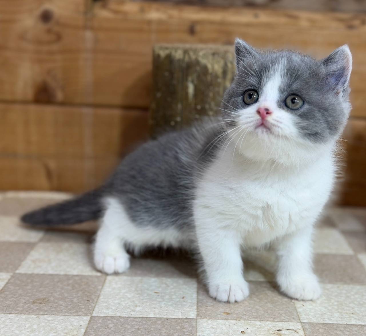 福岡、ブリティッシュショートヘアの男の子、「ブルー&ホワイト」（British Shorthair,Coko,M)