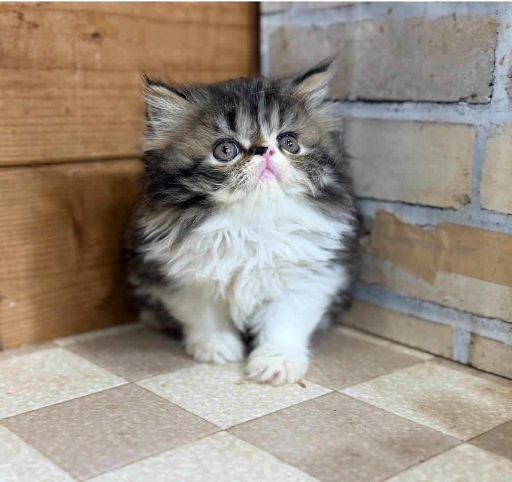 福岡、エキゾチックショートヘアの女の子「ブラウンタビー&ホワイト」（Exotic shorthair,Arare,F)