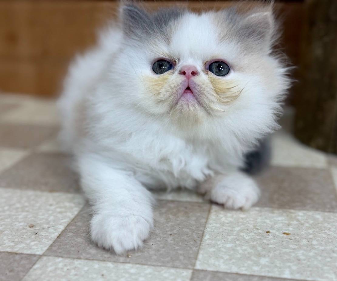 福岡、エキゾチックショートヘアの女の子「ダイリュートキャリコ」（Exotic shorthair,Arare,F)