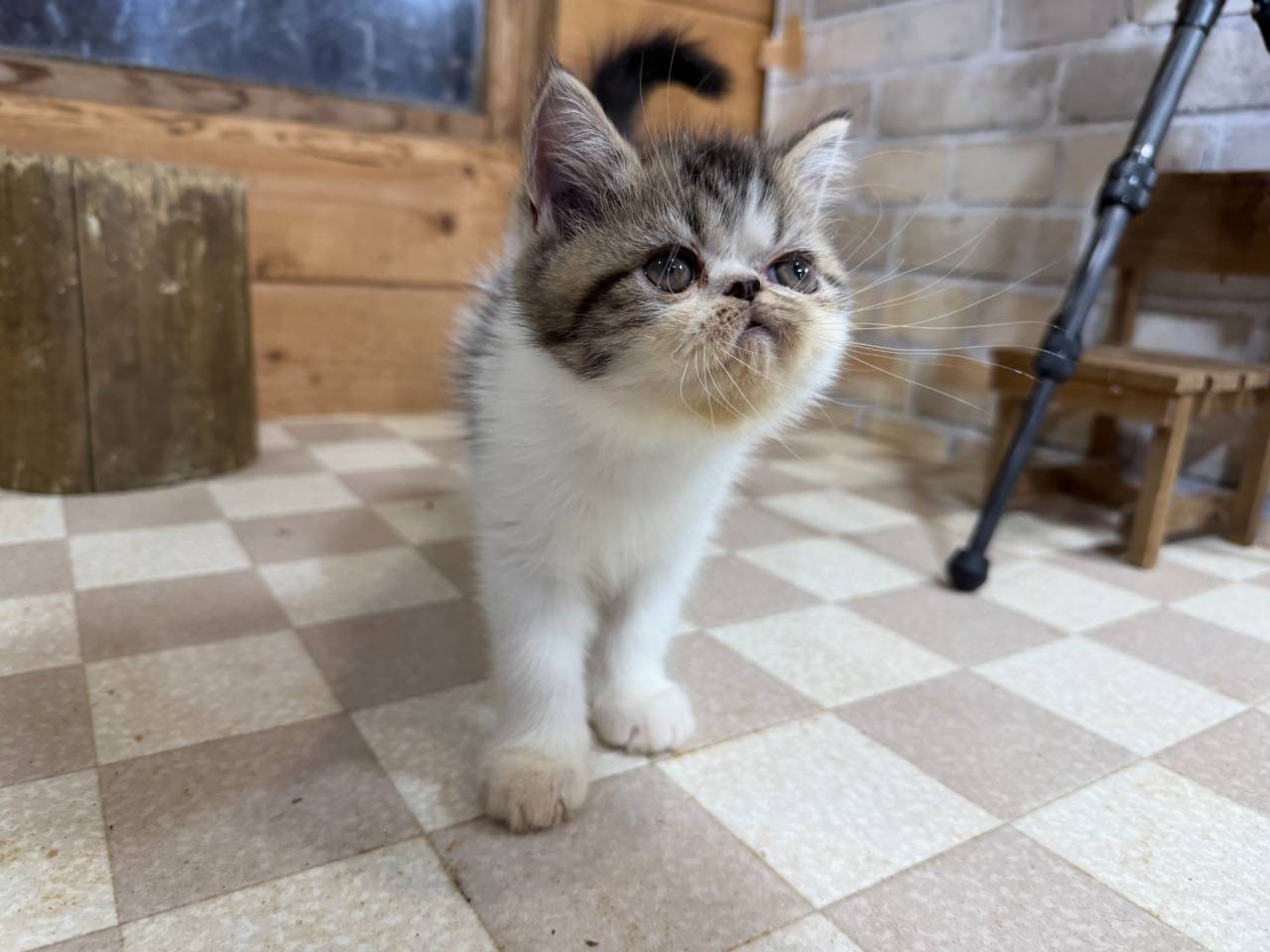 福岡、エキゾチックショートヘアの男の子「ブラウンタビー&ホワイト」（Exotic shorthair,Magi,F)