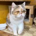 譲渡猫、エキゾチック・ショートヘアの女の子「キャリコ」(Exotic Shorthair,Okoge,F)