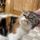 譲渡猫、エキゾチック・ショートヘアの女の子「キャリコ」(Exotic Shorthair,Anny,F)