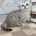 マンチカンの短足の女の子、「シルバータビー」（Munchkin,Momo,F)