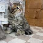 マンチカンの長足の男の子、『ブラウンタビー」（Munchkin,Momo,M)