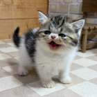 エキゾチックショートヘアの男の子、「ブラウンタビー＆ホワイト」（Exotic-shorthair,Magi,M)