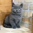 福岡、ブリティッシュショートヘア、女の子「ブルー」(Britishshorthair,Erusa,F)