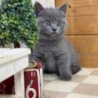 福岡、ブリティッシュショートヘアの女の子「ブルー」(Britishshorthair,Erusa,F)