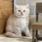 福岡、ブリティッシュショートヘアの男の子「クリーム」(Britishshorthair,Mugi,F)