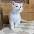 福岡、ブリティッシュショートヘアの男の子、「クリーム&ホワイト」(Britishshorthair,Coco,M)