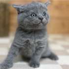 福岡、ブリティッシュショートヘアの男の子、「ブルー」（British Shorthair,Elusa,M)