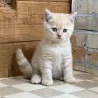 福岡、ブリティッシュショートヘア、男の子「クリームタビー」(Britishshorthair,Mugi,F)