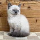 福岡、ブリティッシュショートヘアの女の子、「ブルーポイント」（British ShorthairJ,Mugi,F)